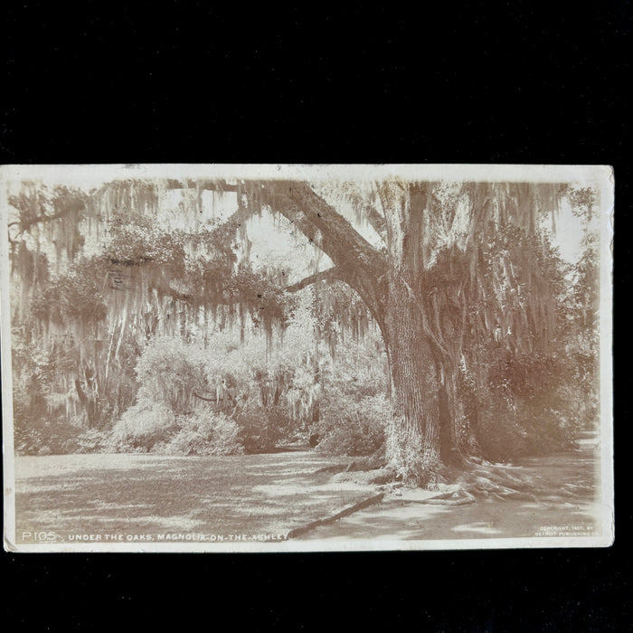 Antique Postcard 1907 Under the Oaks Magnolia-on-the-Ashley Phostint
