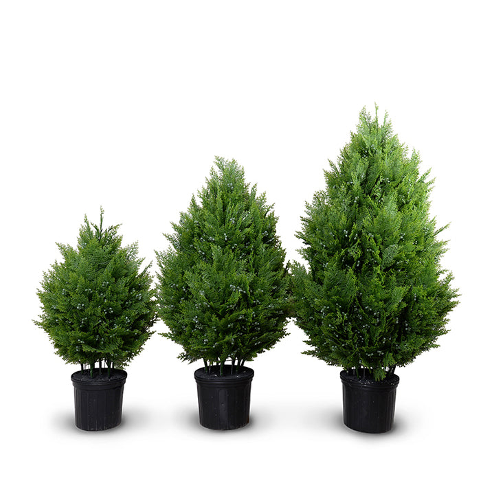 Arborvitae Shrub