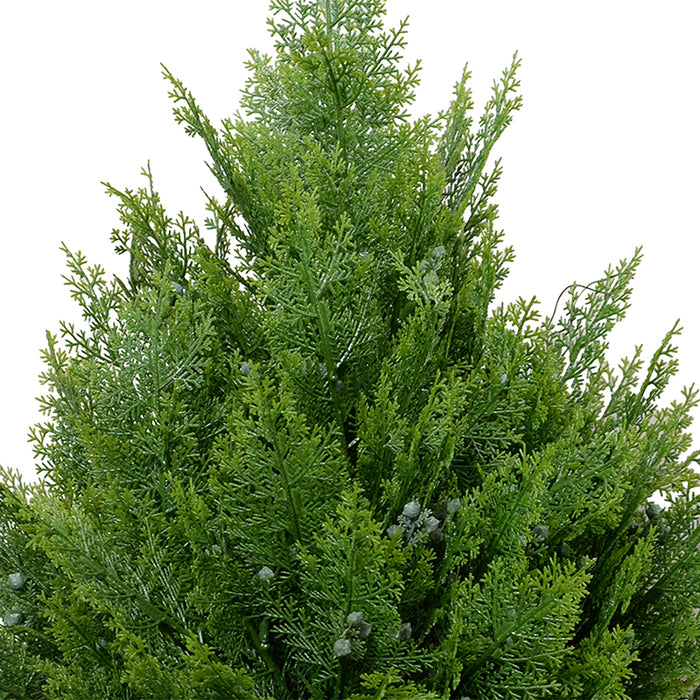 Arborvitae Shrub