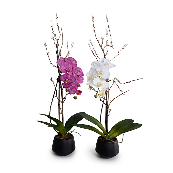 Phalaenopsis Orchid x1 w/Willow in Porcelain 36"H