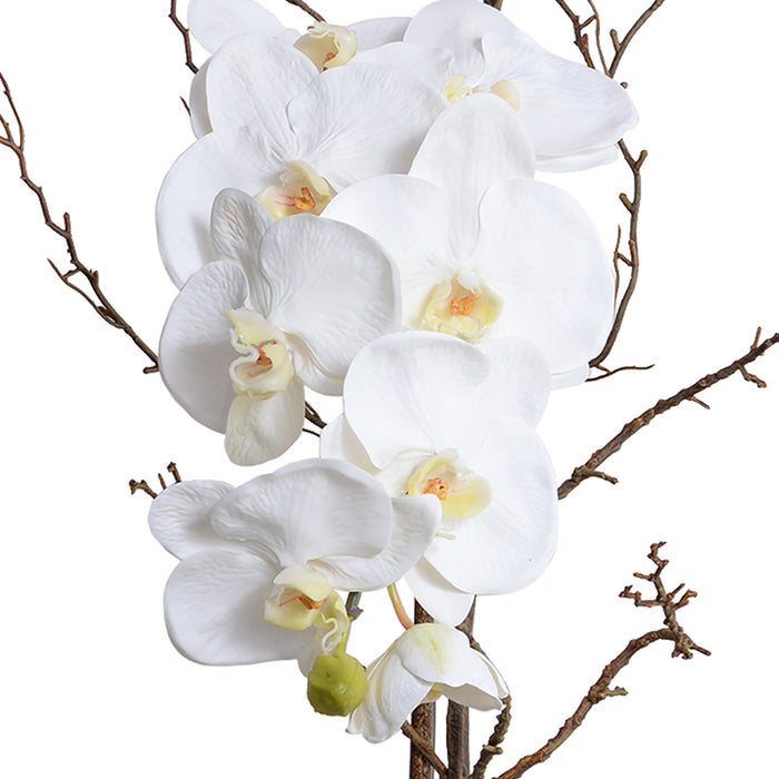 Phalaenopsis Orchid x1 w/Willow in Porcelain 36"H