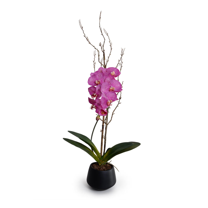 Phalaenopsis Orchid x1 w/Willow in Porcelain 36"H