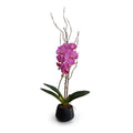 Phalaenopsis Orchid x1 w/Willow in Porcelain 36"H