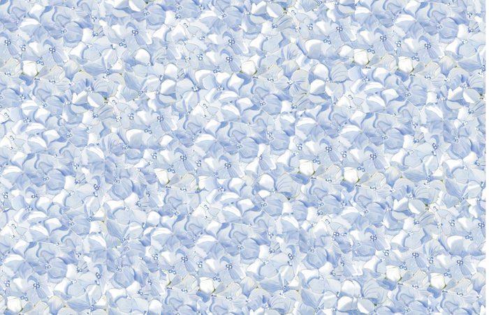 PM108 Blue Hydrangea