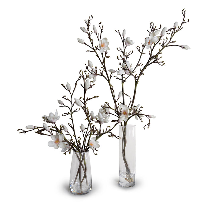 Tulip Magnolia Branches in Glass