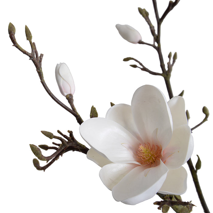 Tulip Magnolia Branches in Glass